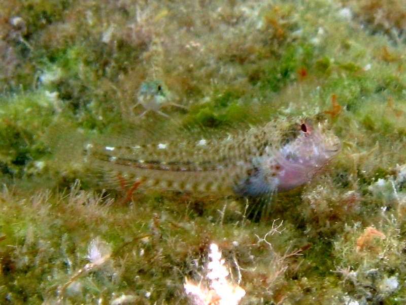 Parablennius zvonimiri